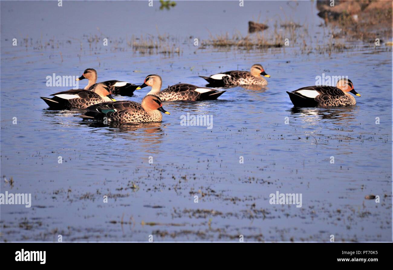 Troupeau de canard Bec Spot Indiens Banque D'Images