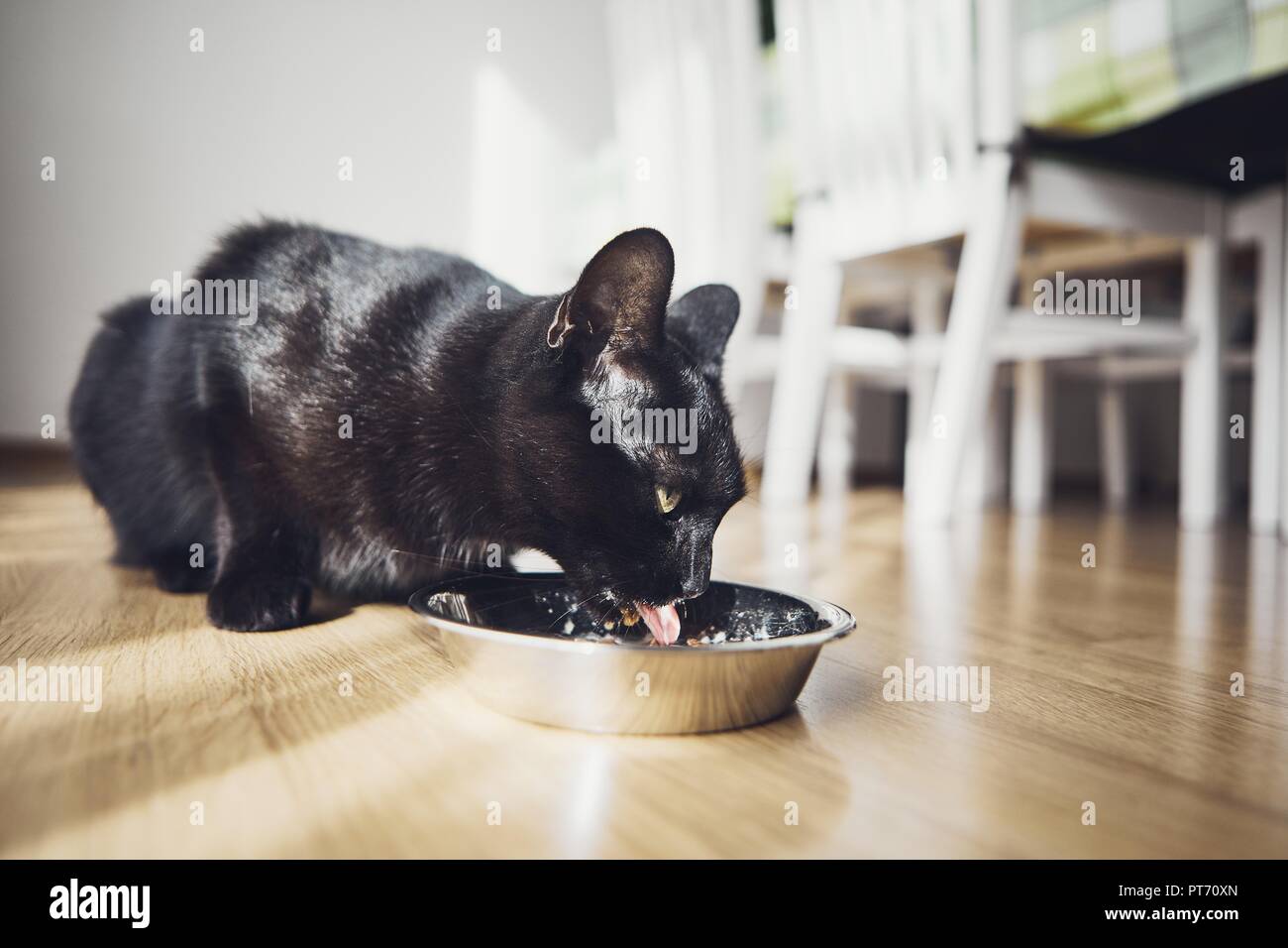 Vue rapprochée de chat noir tout en mangeant des aliments de la cuvette à la maison. Banque D'Images