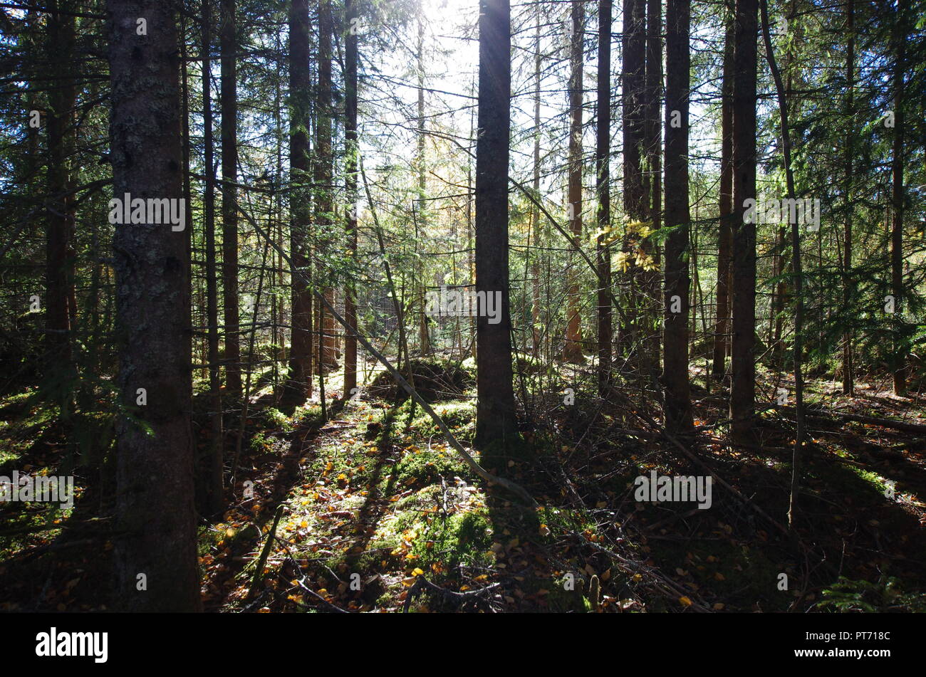 Belles couleurs d'automne dans les forêts et les lacs autour de la Suède rurale. Banque D'Images