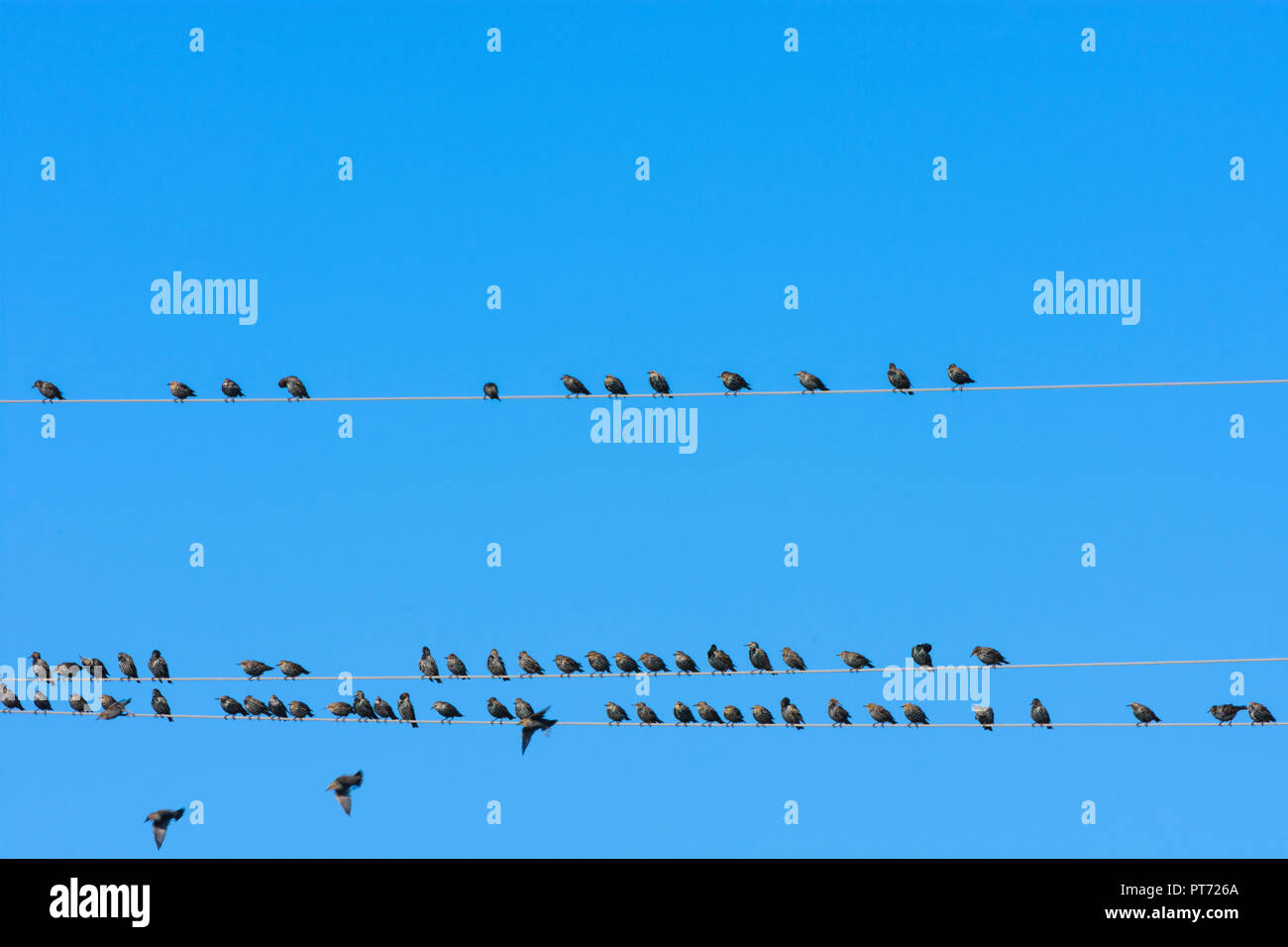 Illmitz : oiseaux essaim d'étourneau sansonnet (Sturnus vulgaris), Étoiles assis la queue aux lignes électriques aériennes en lac (lac de Neusiedl) national p Banque D'Images