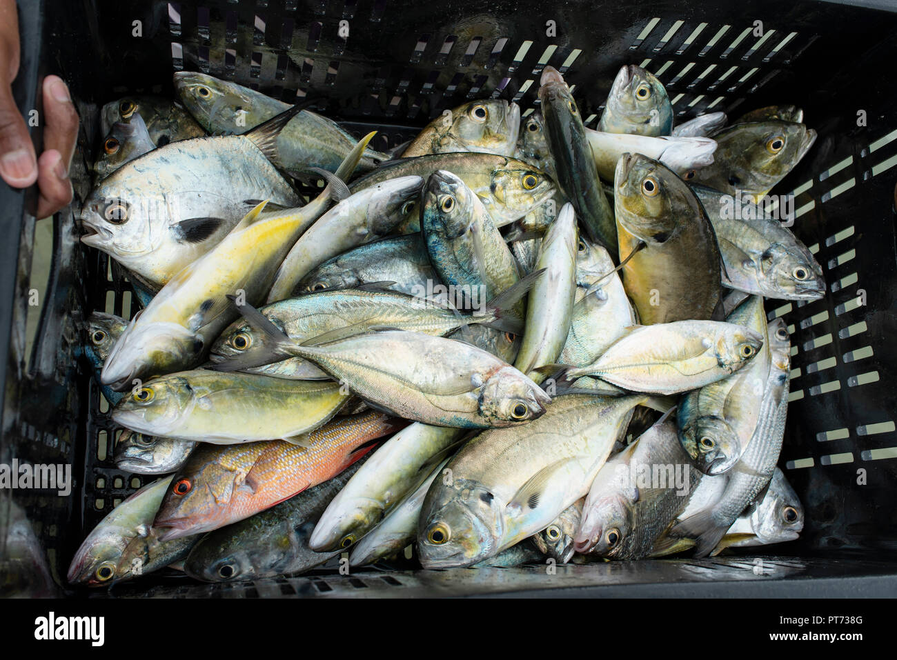 Vue rapprochée sur les prises de poissons frais sur la côte de Santa Marta, Colombie. Sep 2018 Banque D'Images