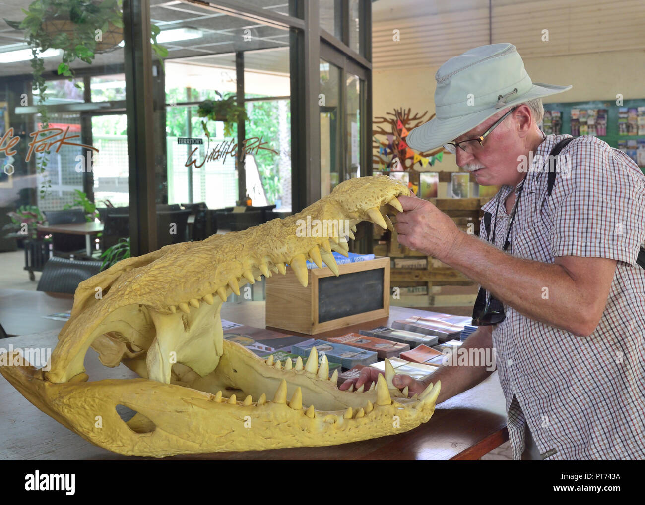 Ouverture touristique crâne de crocodile sur le territoire du parc, la faune de la péninsule Cox Rd, Berry Springs NT 0838 Darwin, Australie Banque D'Images