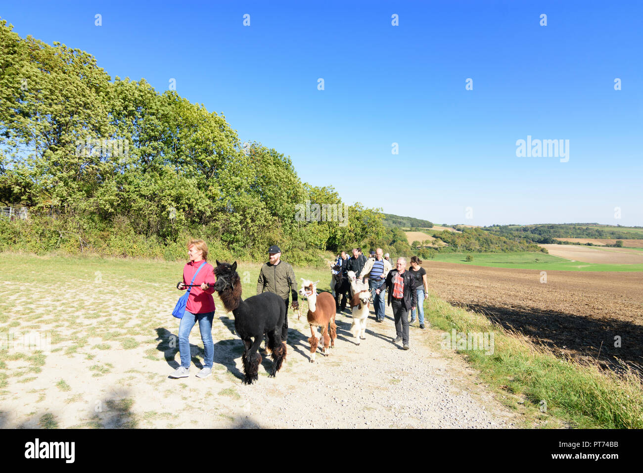 Ladendorf : les gens marchent avec Draisinenalm Grafensulz en alpaga, Leiser Berge dans Weinviertel, Niederösterreich, Basse Autriche, Autriche Banque D'Images
