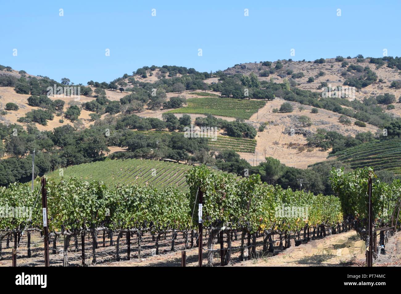 Vineyard, Napa Valley, California Banque D'Images