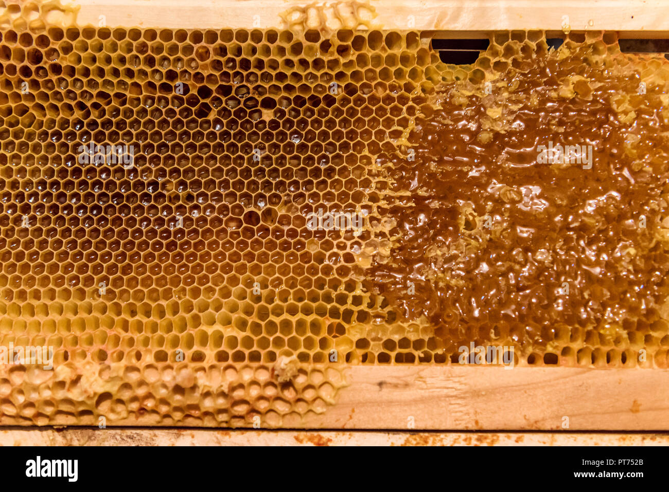 Châssis en nid d'abeilles avec du miel et des pièces non finies de cire Banque D'Images