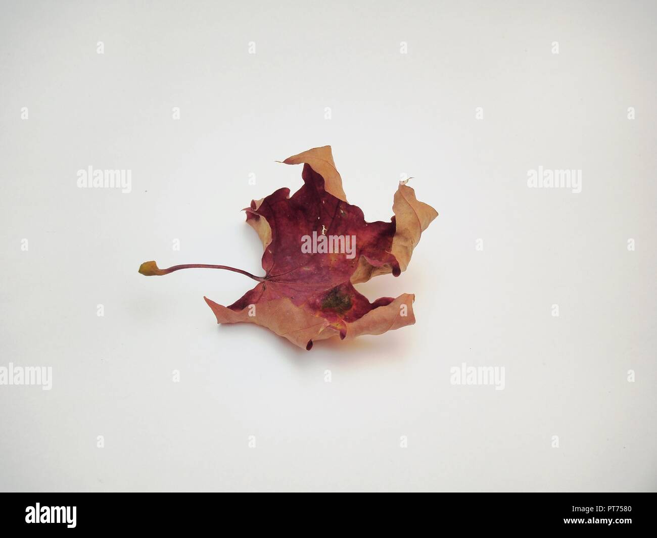 Tombé sec feuille d'érable sur fond blanc. La défoliation. Close up. Banque D'Images
