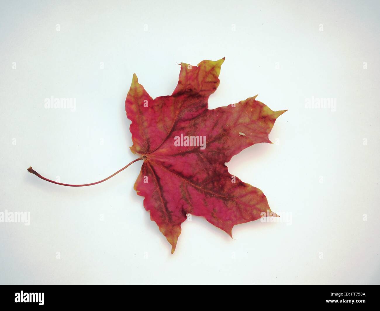 Tombé sec feuille d'érable sur fond blanc. La défoliation. Close up. Banque D'Images