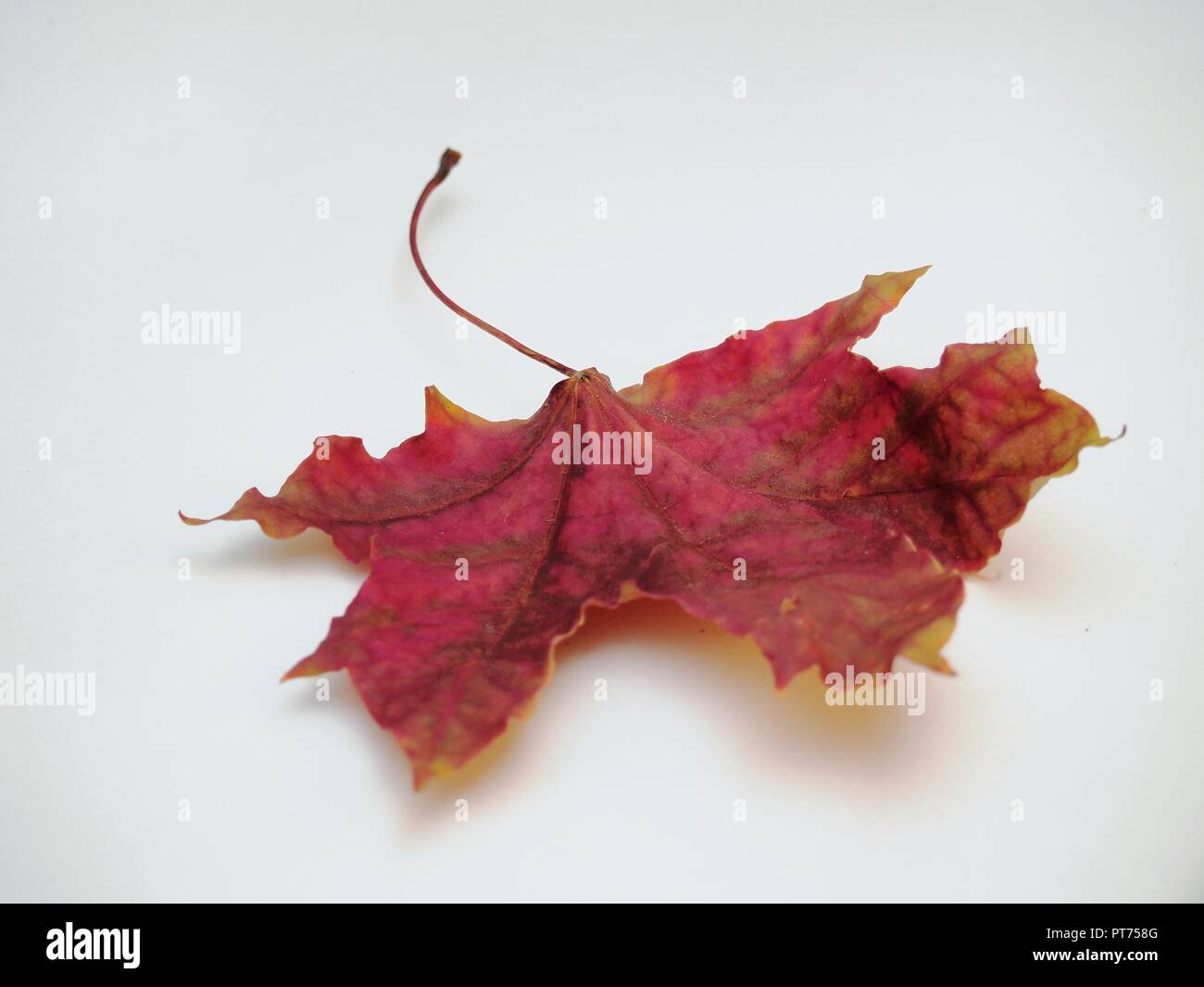Tombé sec feuille d'érable sur fond blanc. La défoliation. Close up. Banque D'Images