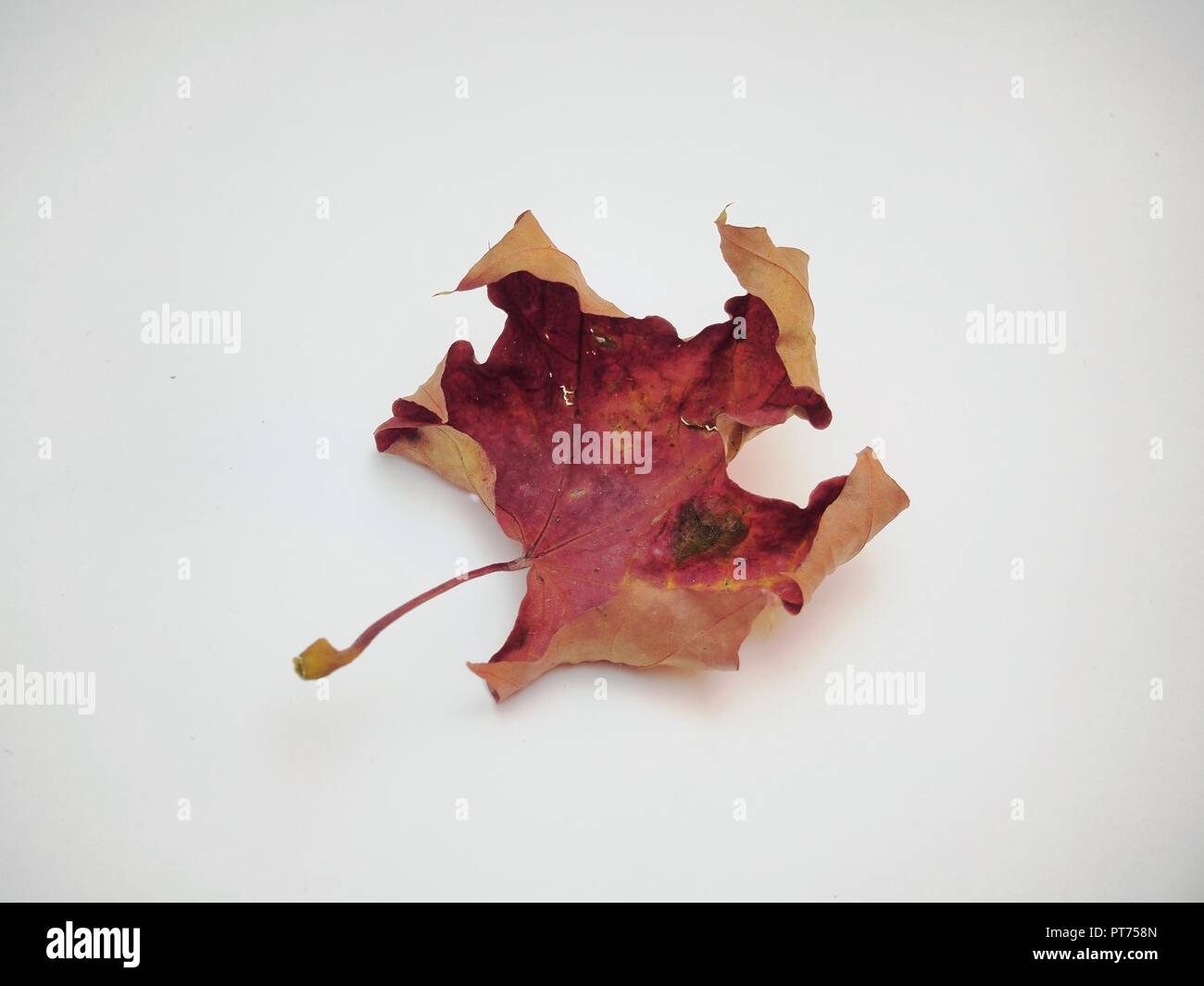 Tombé sec feuille d'érable sur fond blanc. La défoliation. Close up. Banque D'Images