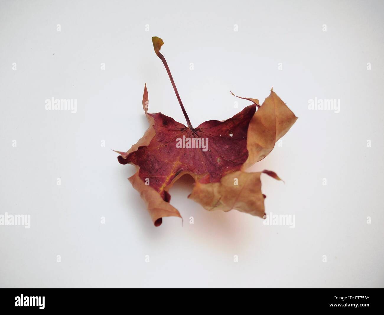 Tombé sec feuille d'érable sur fond blanc. La défoliation. Close up. Banque D'Images