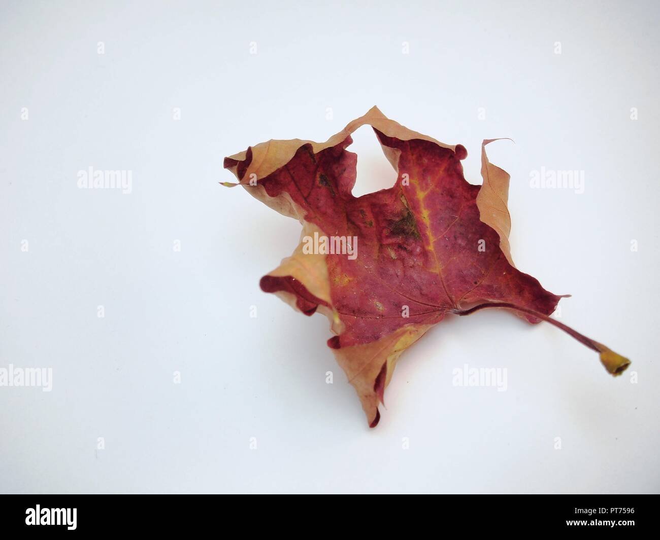 Tombé sec feuille d'érable sur fond blanc. La défoliation. Close up. Banque D'Images