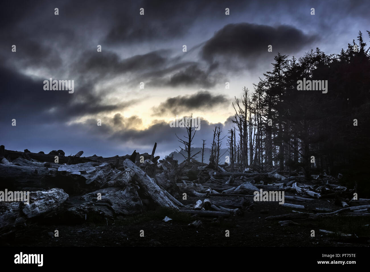 Forêt morte et sombre au crépuscule ou de nuit avec des nuages dans le ciel. Le bois mort ou le tronc sur le sol. Fantasy, sombre et désert, paysage. Banque D'Images