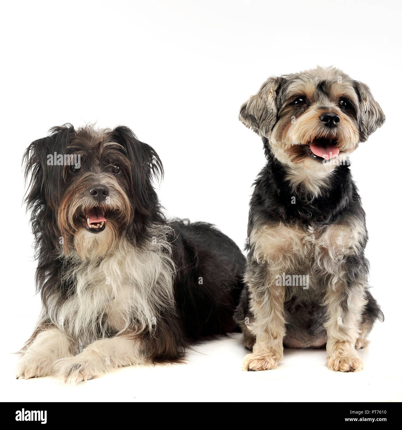 Mixed breed dog drôle dans un studio photo Banque D'Images