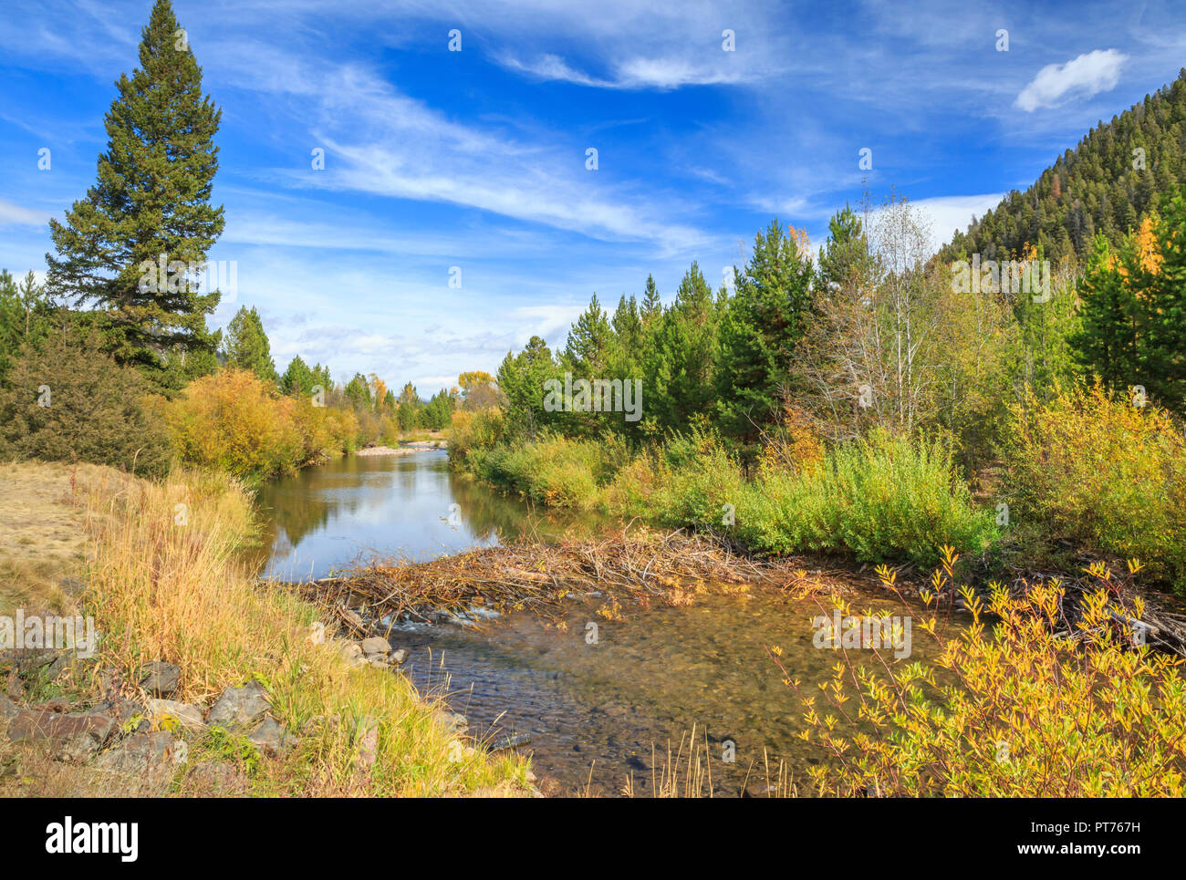 Barrage de castor sur la partie supérieure de la rivière Blackfoot près de Lincoln, au Montana Banque D'Images