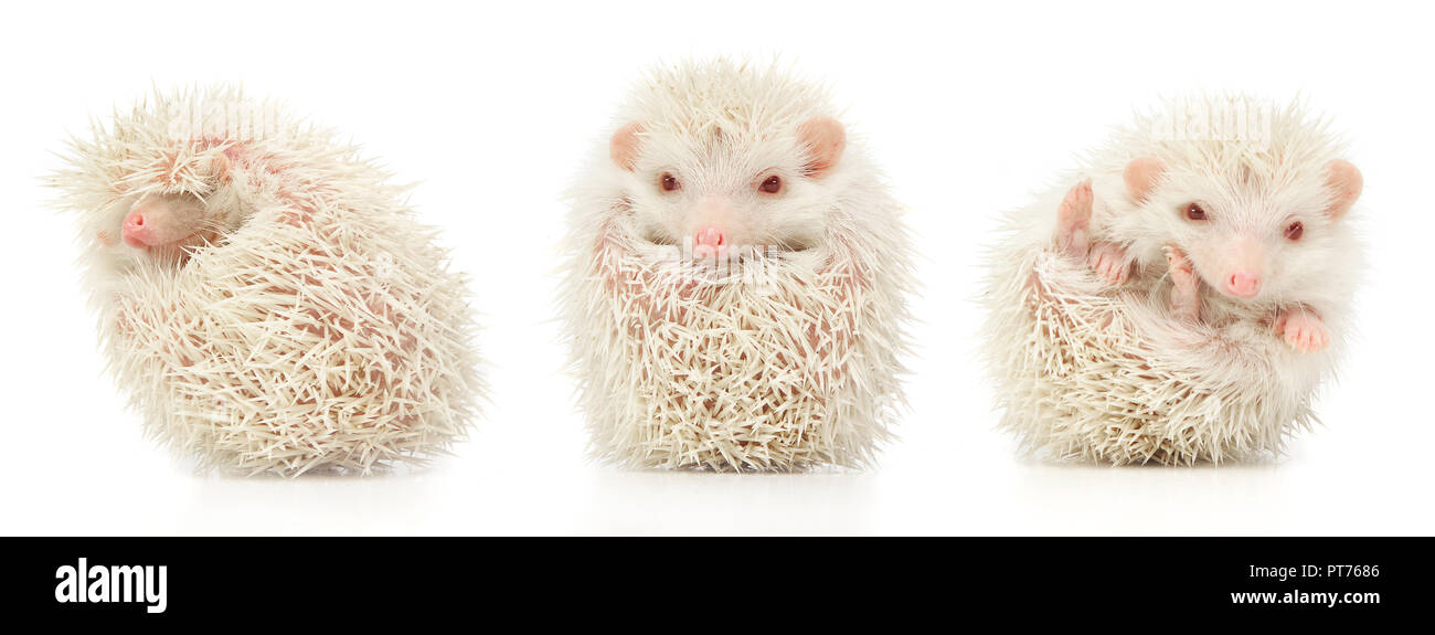 Albino hedgehog Banque d'images détourées - Alamy