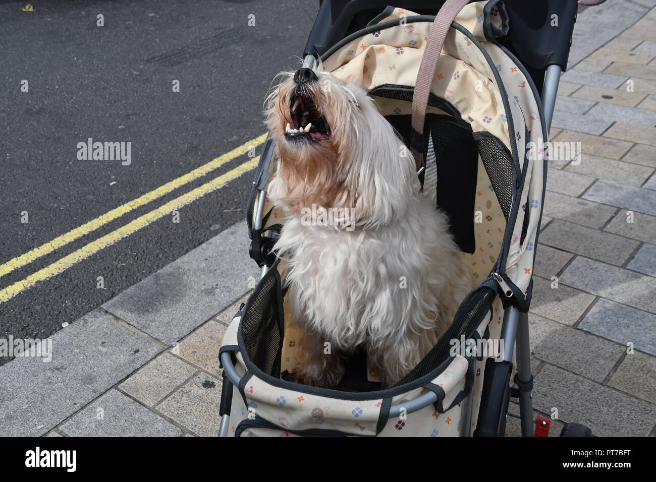 Doggy Dating Londres
