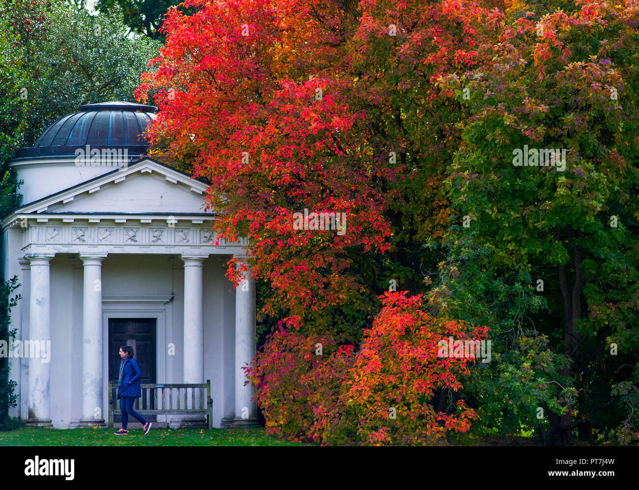 Kew Gardens, Londres. 7Th Oct 2018. Météo France : 07/10/2018, Londres, Royaume-Uni Couleurs de l'automne à Kew Gardens, Londres. Credit : Chandra Prasad/Alamy Live News Banque D'Images