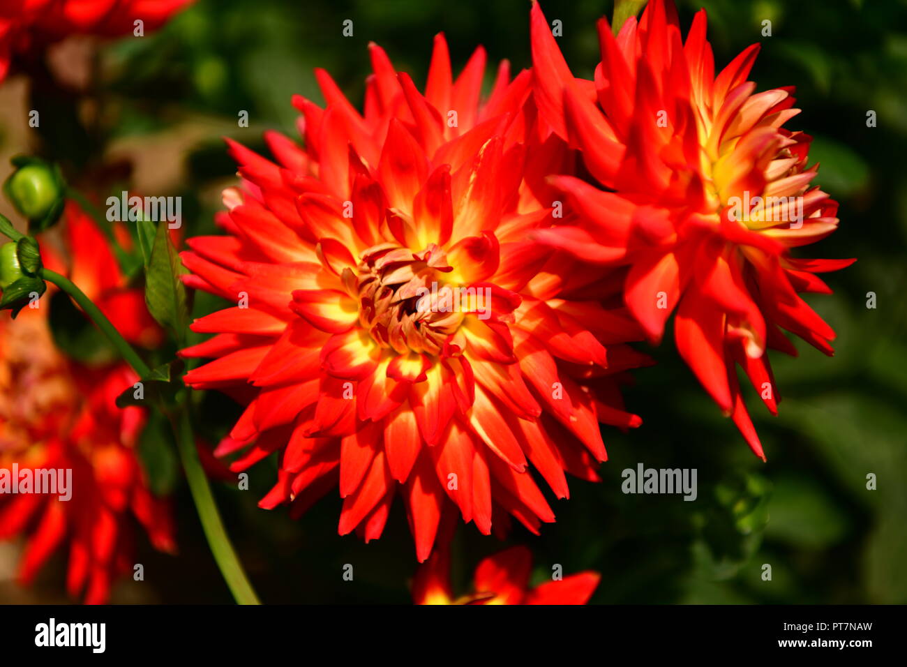 Beau jardin bien entretenu avec des herbes légumes fleurs l'effet d'un travail acharné sur le terrain les aliments biologiques accueil fleurs salon et garddecoration Banque D'Images