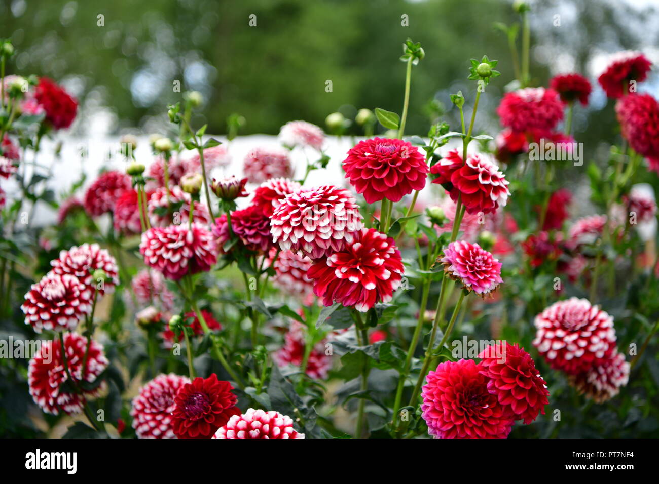 Beau jardin bien entretenu avec des herbes légumes fleurs l'effet d'un travail acharné sur le terrain les aliments biologiques accueil fleurs salon et garddecoration Banque D'Images