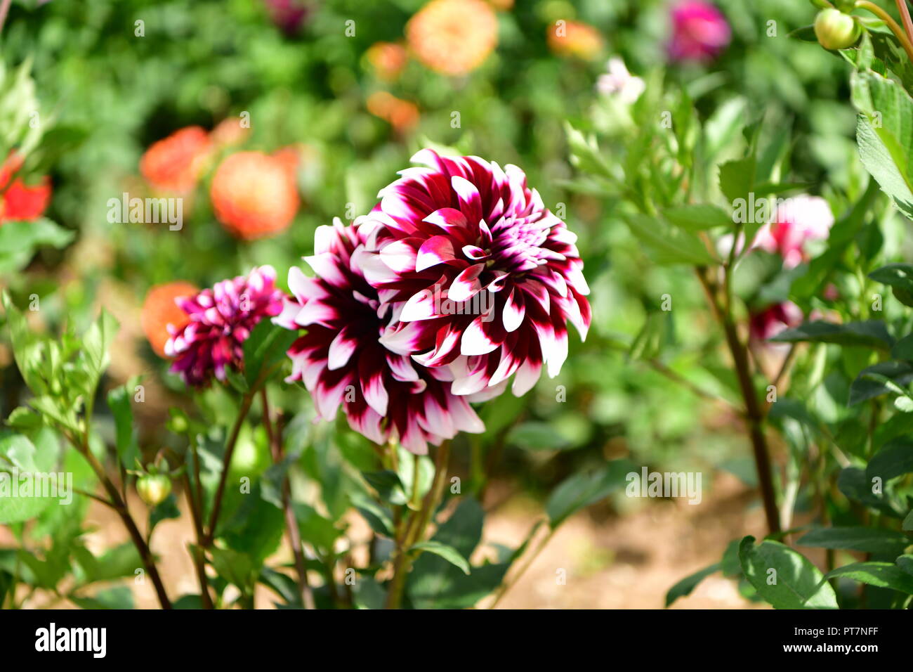 Beau jardin bien entretenu avec des herbes légumes fleurs l'effet d'un travail acharné sur le terrain les aliments biologiques accueil fleurs salon et garddecoration Banque D'Images