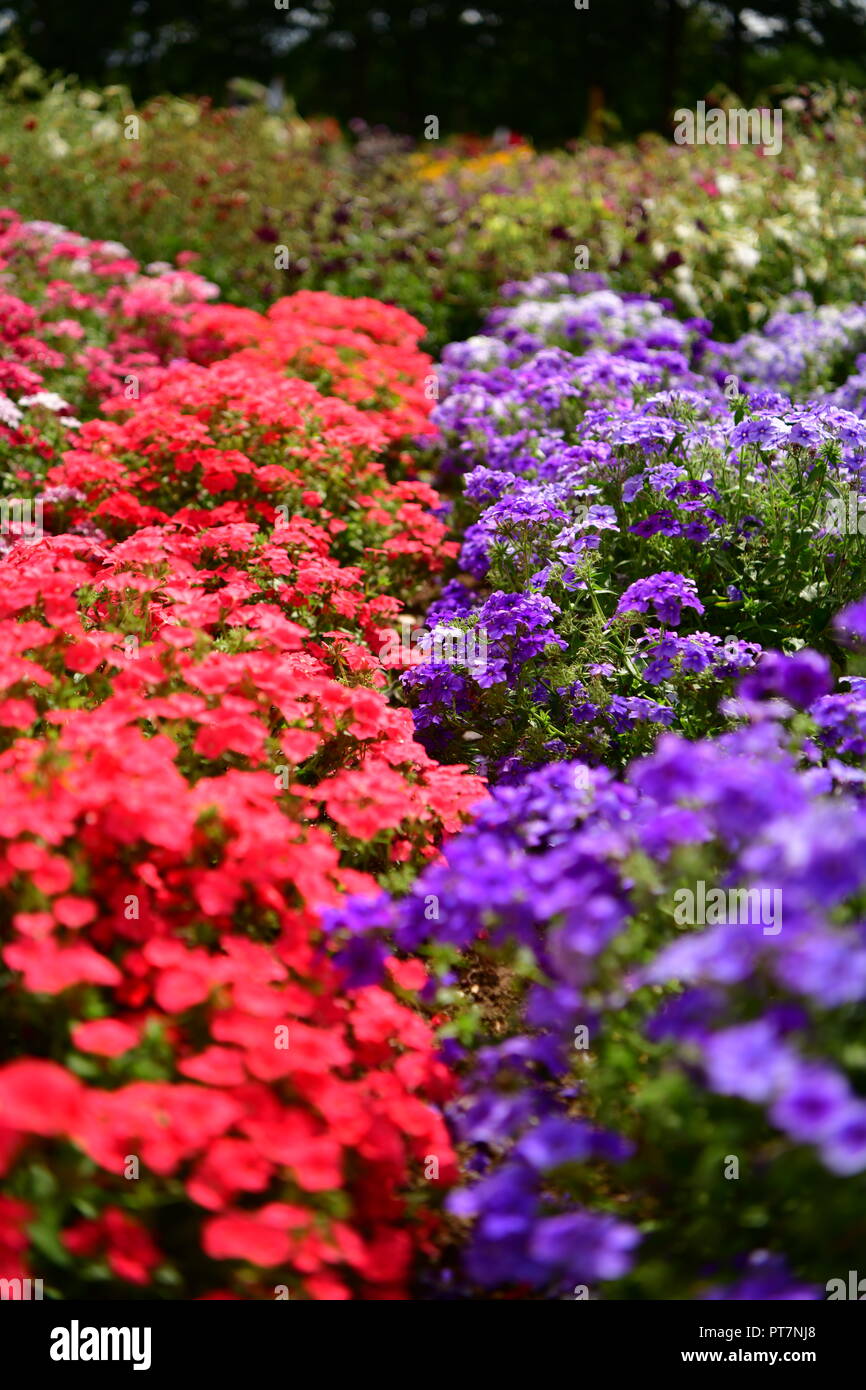 Beau jardin bien entretenu avec des herbes légumes fleurs l'effet d'un travail acharné sur le terrain les aliments biologiques accueil fleurs salon et garddecoration Banque D'Images