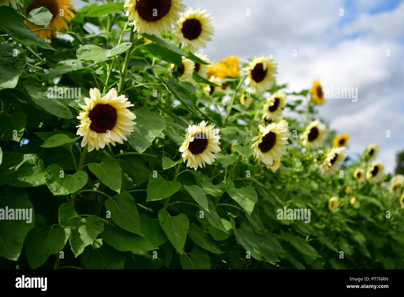 Beau jardin bien entretenu avec des herbes légumes fleurs l'effet d'un travail acharné sur le terrain les aliments biologiques accueil fleurs salon et garddecoration Banque D'Images