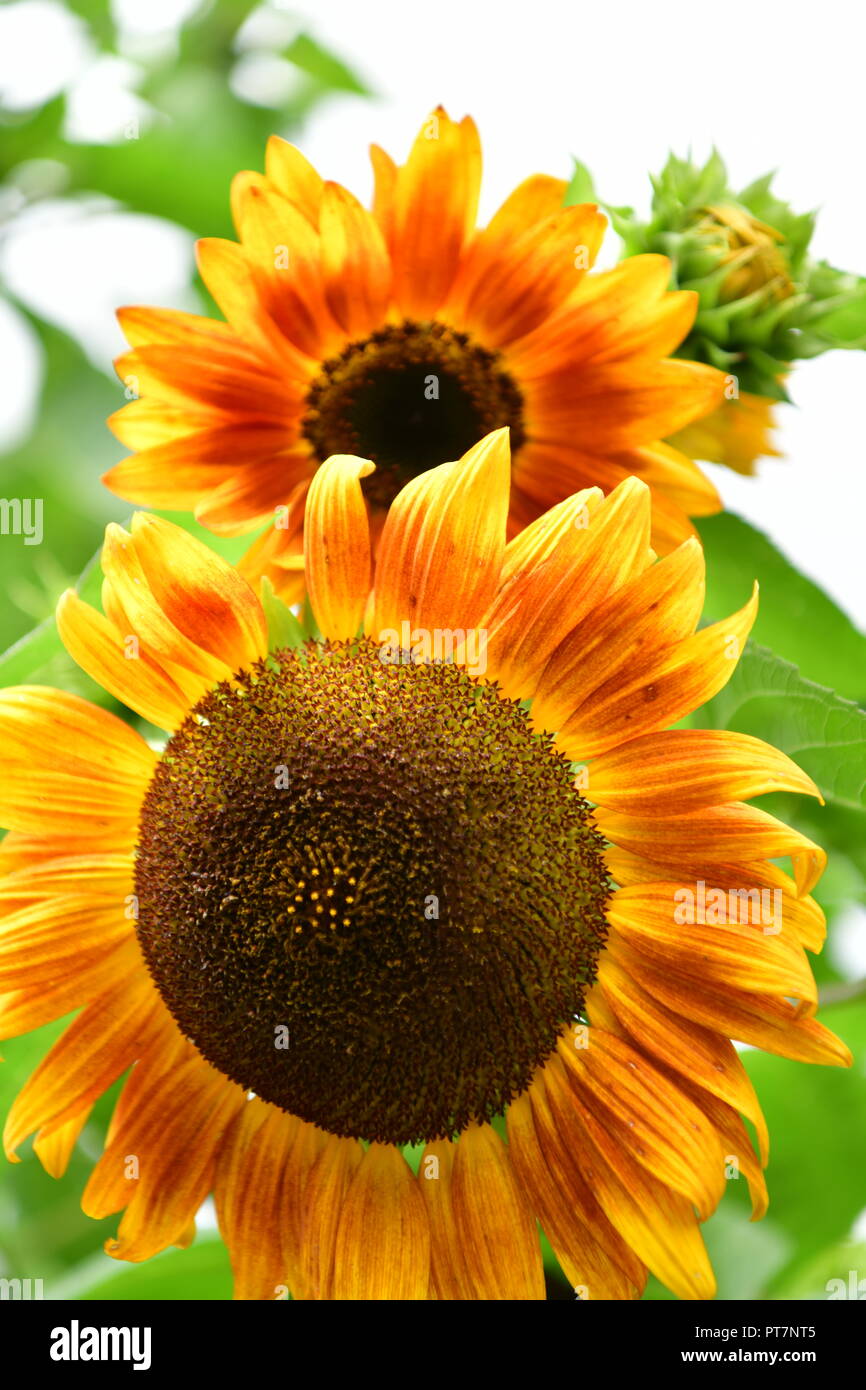 Beau jardin bien entretenu avec des herbes légumes fleurs l'effet d'un travail acharné sur le terrain les aliments biologiques accueil fleurs salon et garddecoration Banque D'Images