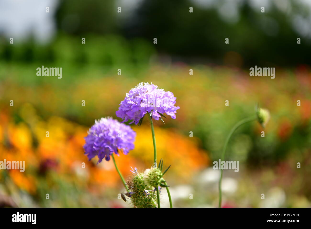 Beau jardin bien entretenu avec des herbes légumes fleurs l'effet d'un travail acharné sur le terrain les aliments biologiques accueil fleurs salon et garddecoration Banque D'Images