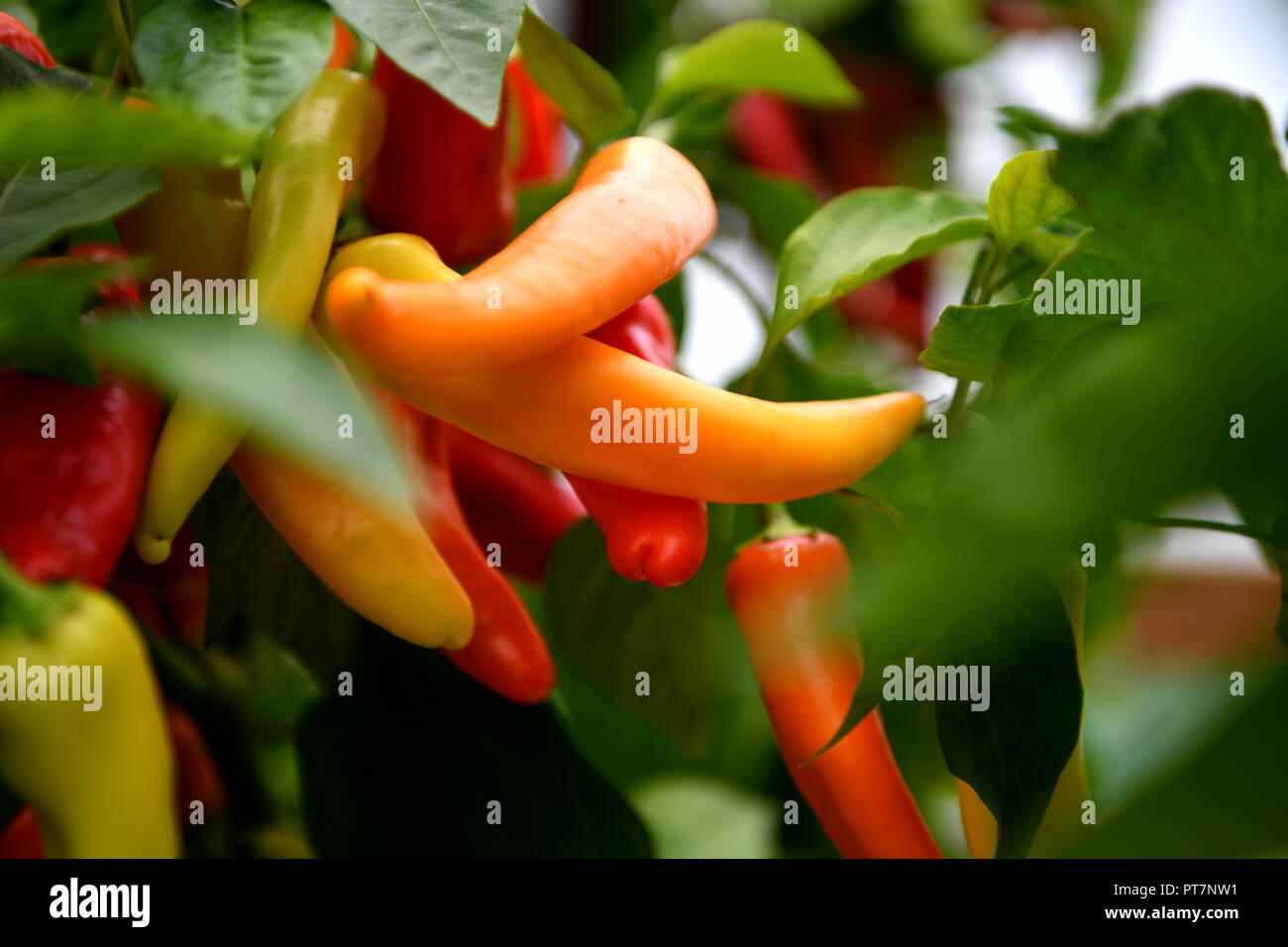 Beau jardin bien entretenu avec des herbes légumes fleurs l'effet d'un travail acharné sur le terrain les aliments biologiques accueil fleurs salon et garddecoration Banque D'Images