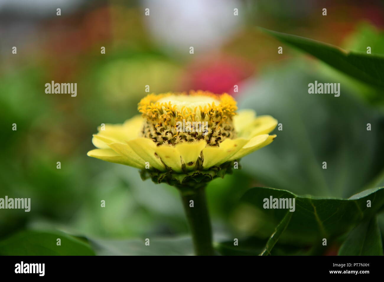 Beau jardin bien entretenu avec des herbes légumes fleurs l'effet d'un travail acharné sur le terrain les aliments biologiques accueil fleurs salon et garddecoration Banque D'Images