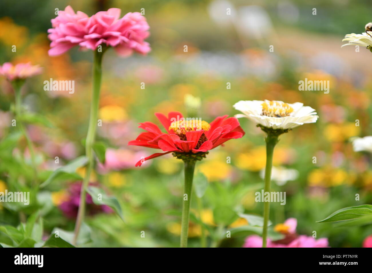 Beau jardin bien entretenu avec des herbes légumes fleurs l'effet d'un travail acharné sur le terrain les aliments biologiques accueil fleurs salon et garddecoration Banque D'Images