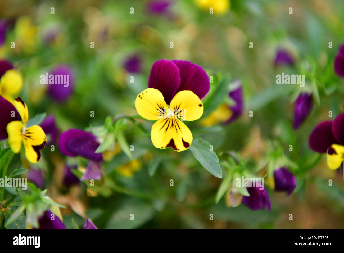 Beau jardin bien entretenu avec des herbes légumes fleurs l'effet d'un travail acharné sur le terrain les aliments biologiques accueil fleurs salon et garddecoration Banque D'Images