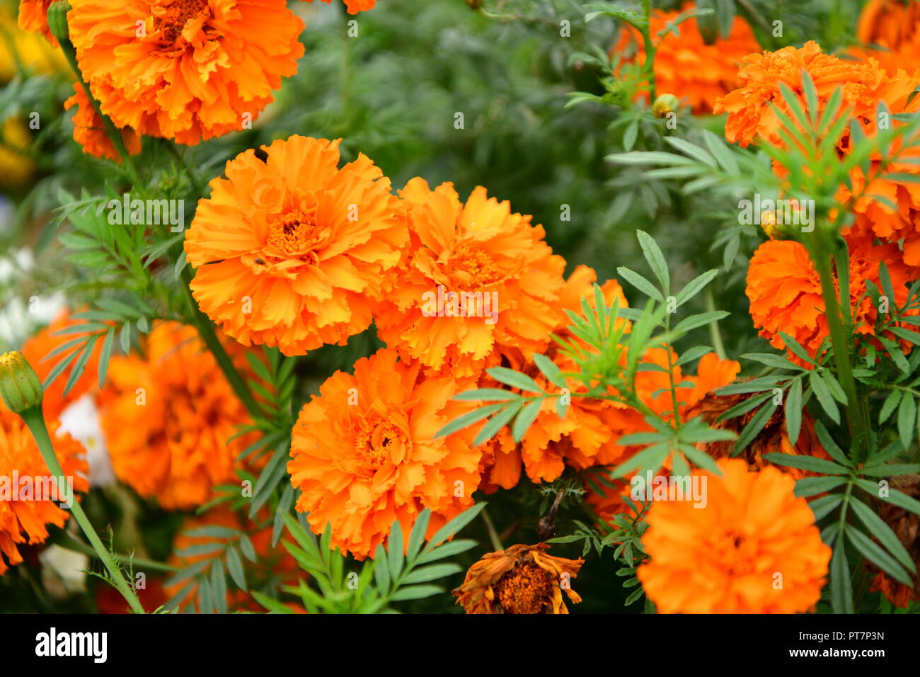 Beau jardin bien entretenu avec des herbes légumes fleurs l'effet d'un travail acharné sur le terrain les aliments biologiques accueil fleurs salon et garddecoration Banque D'Images