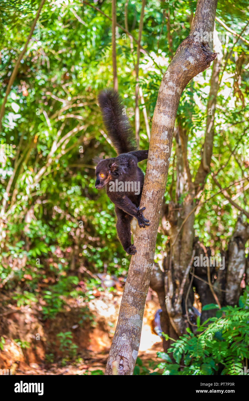 Un portrait de la lemur noir, un drôle de singe vivant à Madagascar dans son habitat naturel. Banque D'Images