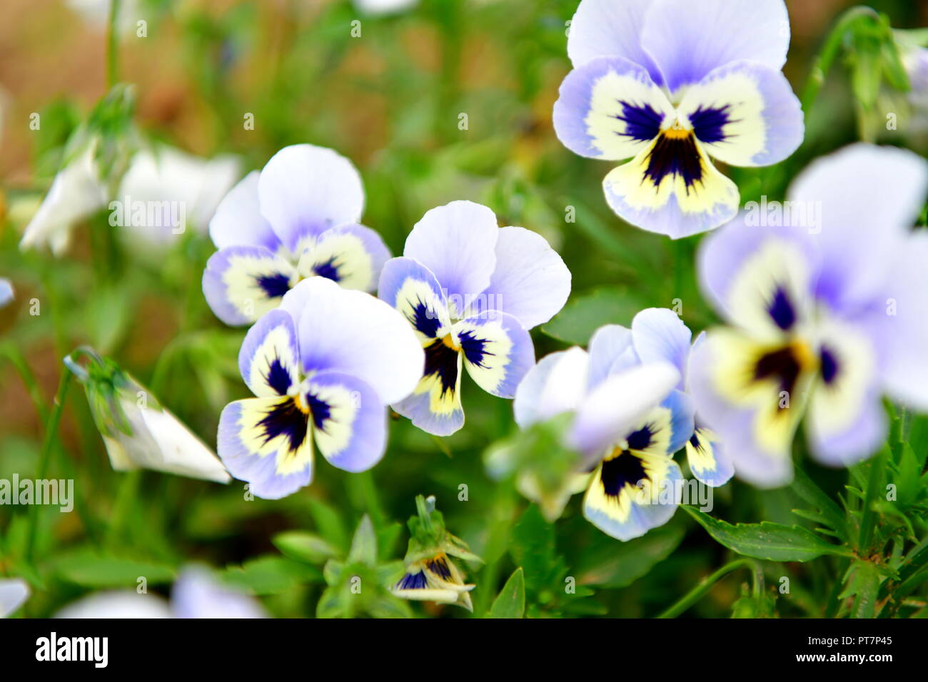 Beau jardin bien entretenu avec des herbes légumes fleurs l'effet d'un travail acharné sur le terrain les aliments biologiques accueil fleurs salon et garddecoration Banque D'Images