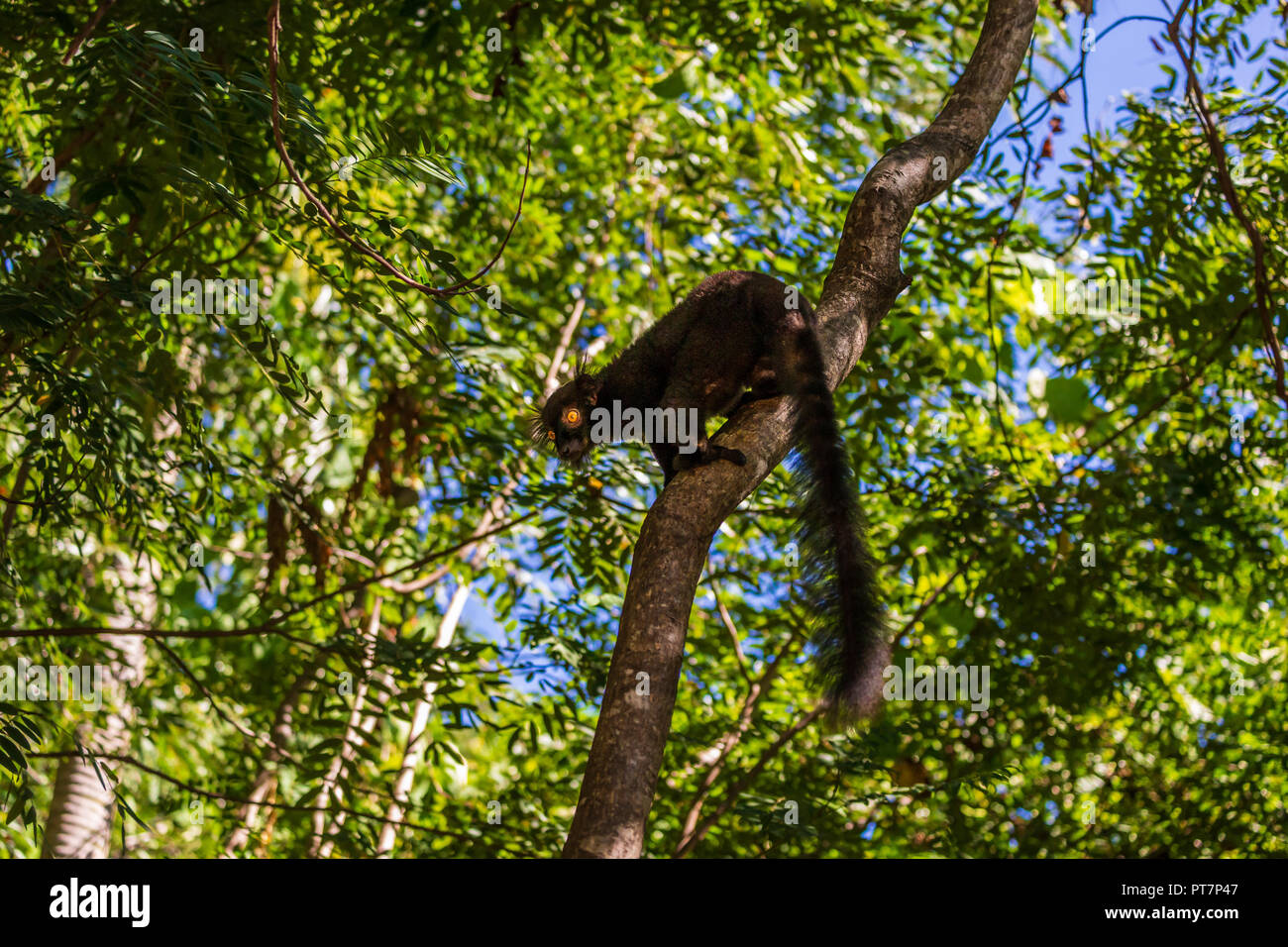 Un portrait de la lemur noir, un drôle de singe vivant à Madagascar dans son habitat naturel. Banque D'Images