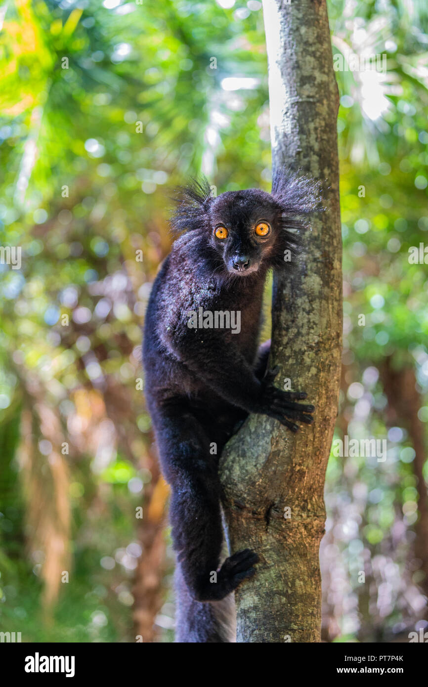 Un portrait de la lemur noir, un drôle de singe vivant à Madagascar dans son habitat naturel. Banque D'Images