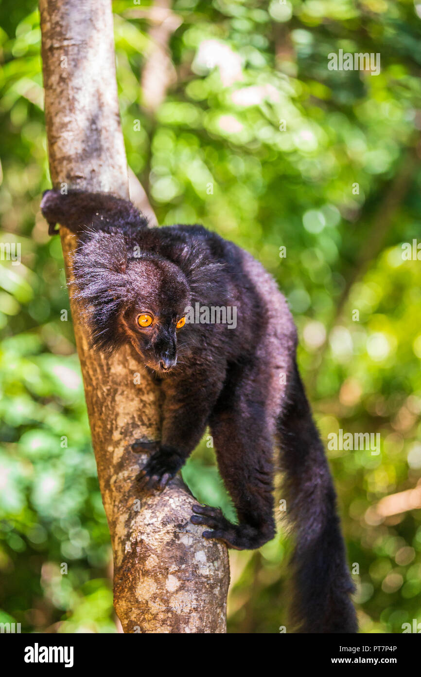Un portrait de la lemur noir, un drôle de singe vivant à Madagascar dans son habitat naturel. Banque D'Images