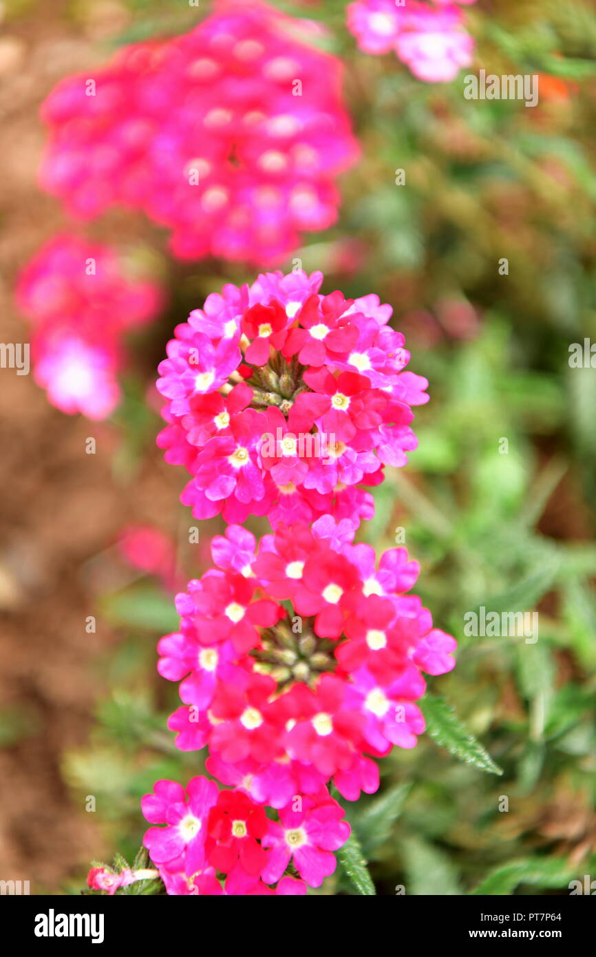 Beau jardin bien entretenu avec des herbes légumes fleurs l'effet d'un travail acharné sur le terrain les aliments biologiques accueil fleurs salon et garddecoration Banque D'Images