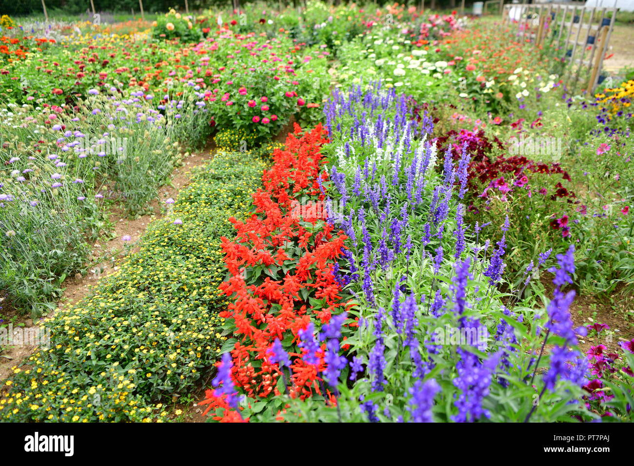 Beau jardin bien entretenu avec des herbes légumes fleurs l'effet d'un travail acharné sur le terrain les aliments biologiques accueil fleurs salon et garddecoration Banque D'Images