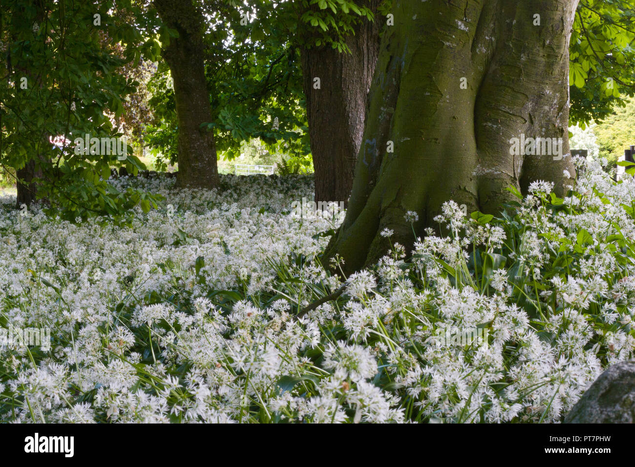 L'ail des ours, Allium ursinum, fleurs, UK Banque D'Images