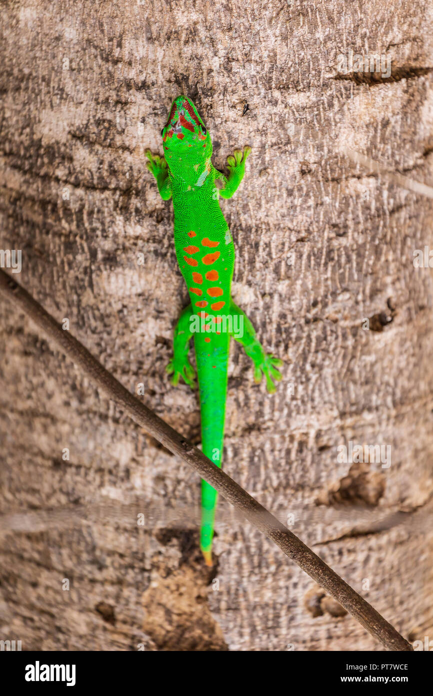 Gecko vert sur une écorce d'arbre à Madagascar Banque D'Images