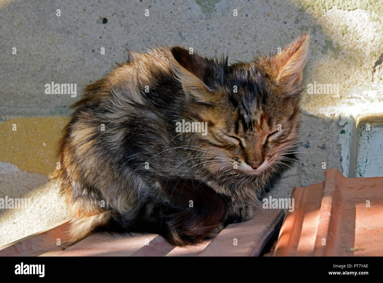 Fluffy, gris brun tabby kitten assis sur des carreaux de céramique à l'ombre partielle et somnoler Banque D'Images