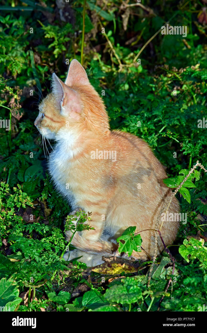 Striped, orange tabby kitten sitting in façon exploratoire au milieu de la végétation verte sur le sol en plein soleil, vue latérale Banque D'Images
