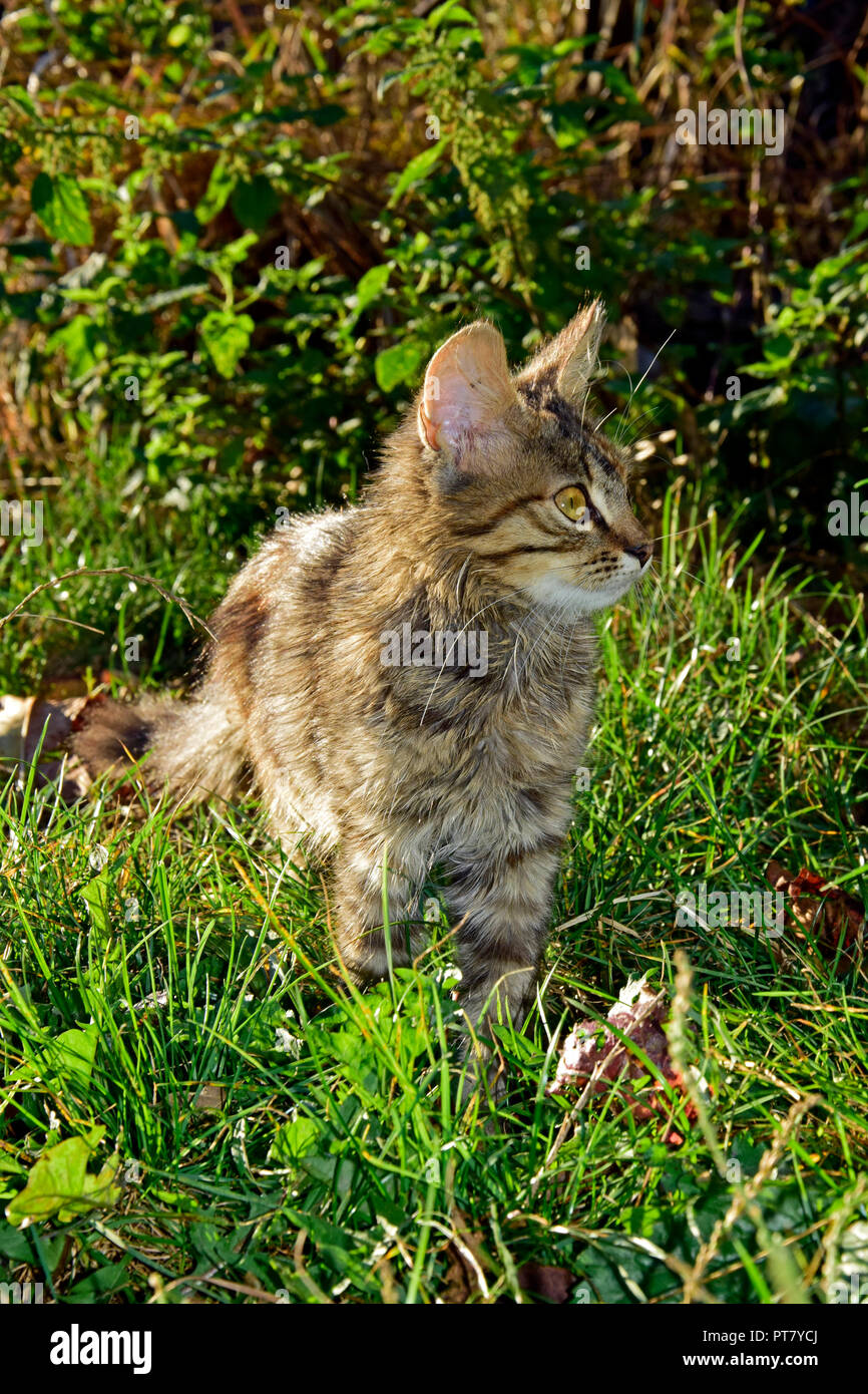 Fluffy, gris tabby kitten set pour la chasse, le comité permanent de l'herbe verte et d'exploration dans l'observation, le niveau du sol vue rapprochée Banque D'Images