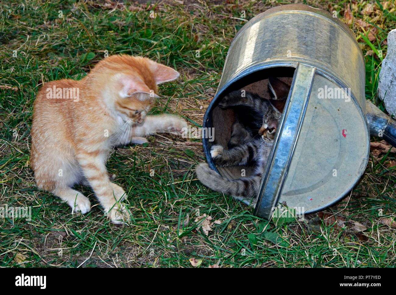 Une orange et un chaton tigré gris à discuter de la possession d'un pot d'arrosage renversé comme un abri commode Banque D'Images