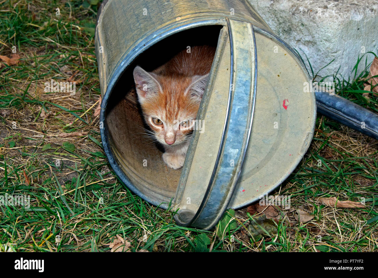 Une orange tabby kitten abrités dans un pot d'eau renversé sur l'herbe flétrie lain Banque D'Images