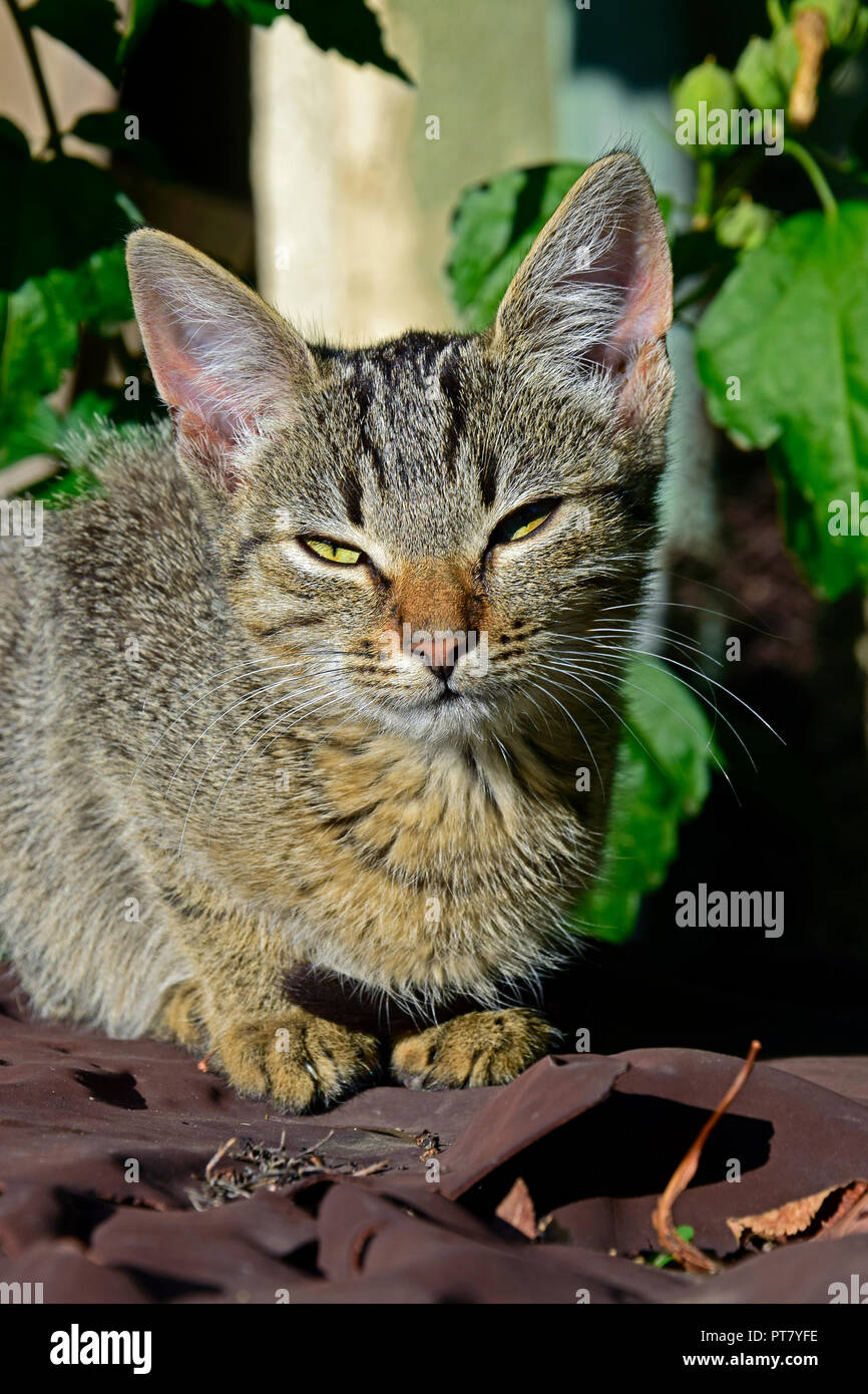 Aspect gracieux et élégant d'un chaton tabby gris foncé à la lumière du soleil, assis sur un plan d'examen marron, vue frontale rapprochée. Banque D'Images