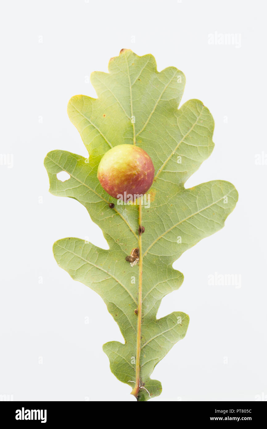 Une Cerise gall, causée par l'audace wasp Cynips quercusfolii, poussant sur la feuille d'un chêne, Quercus robur. Studio photo sur un fond blanc. Banque D'Images