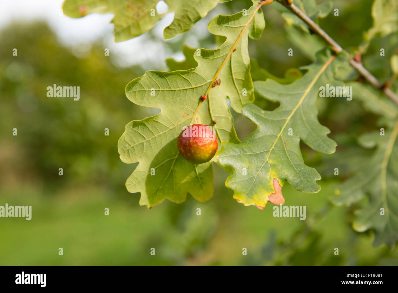 Une Cerise gall, causée par l'audace wasp Cynips quercusfolii, poussant sur la feuille d'un chêne, Quercus robur. Nord du Dorset England UK GB. Banque D'Images